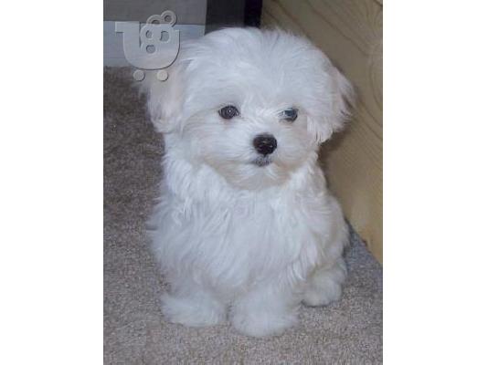 PoulaTo: Bichon frise κουτάβι